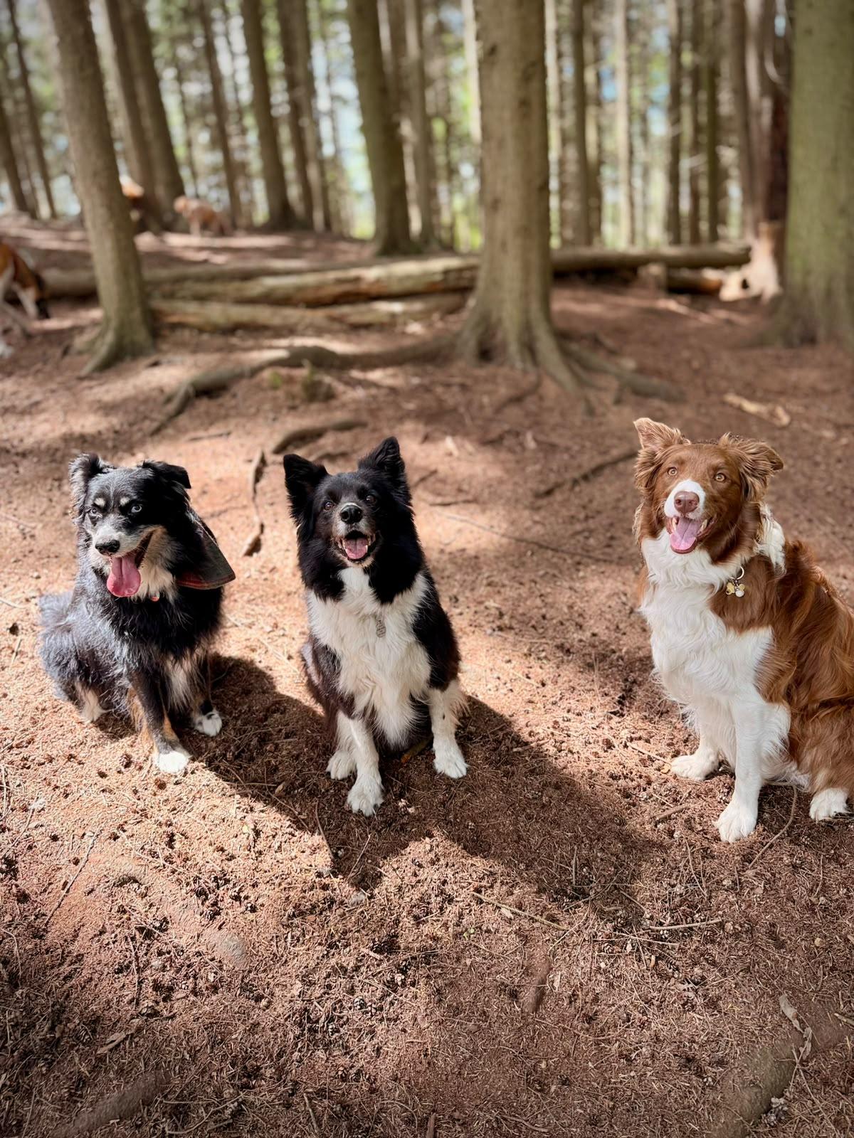 What's the legal staff-to-dog ratio for a UK dog daycare?