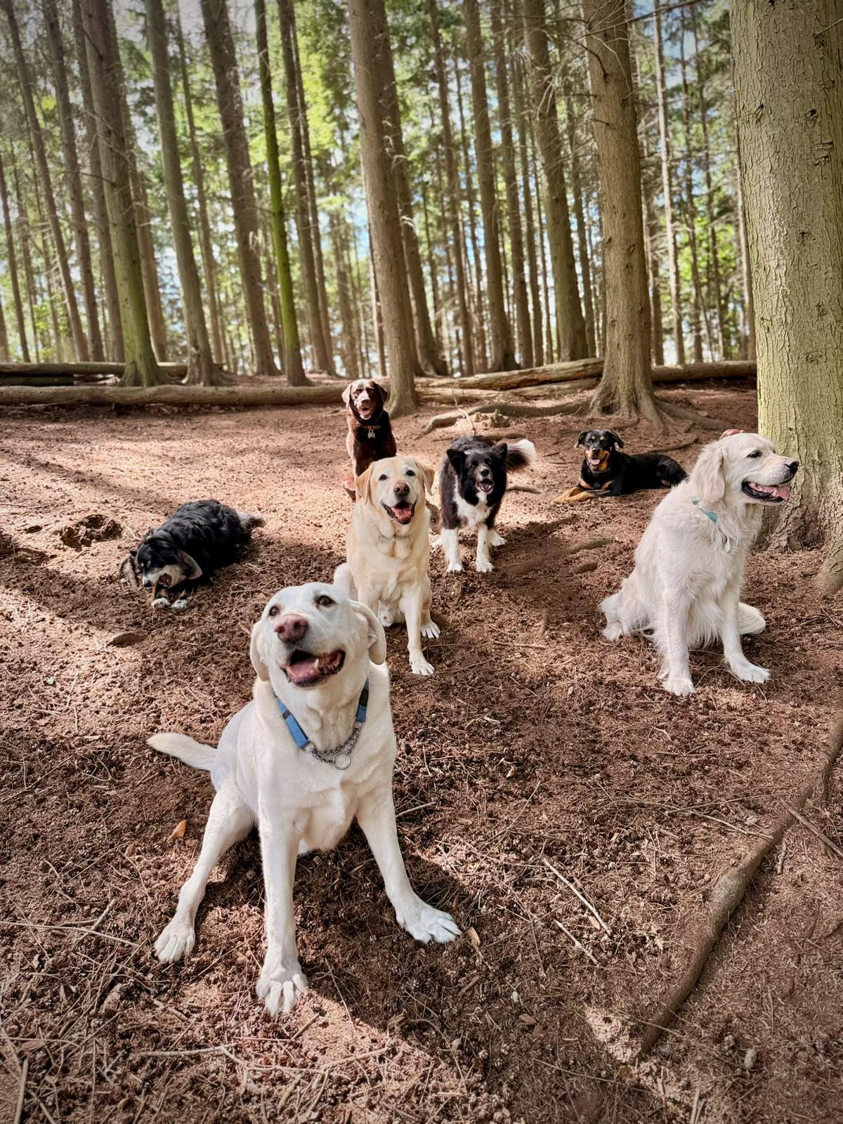 How much should you charge for dog daycare in the UK? (2026 guide)
