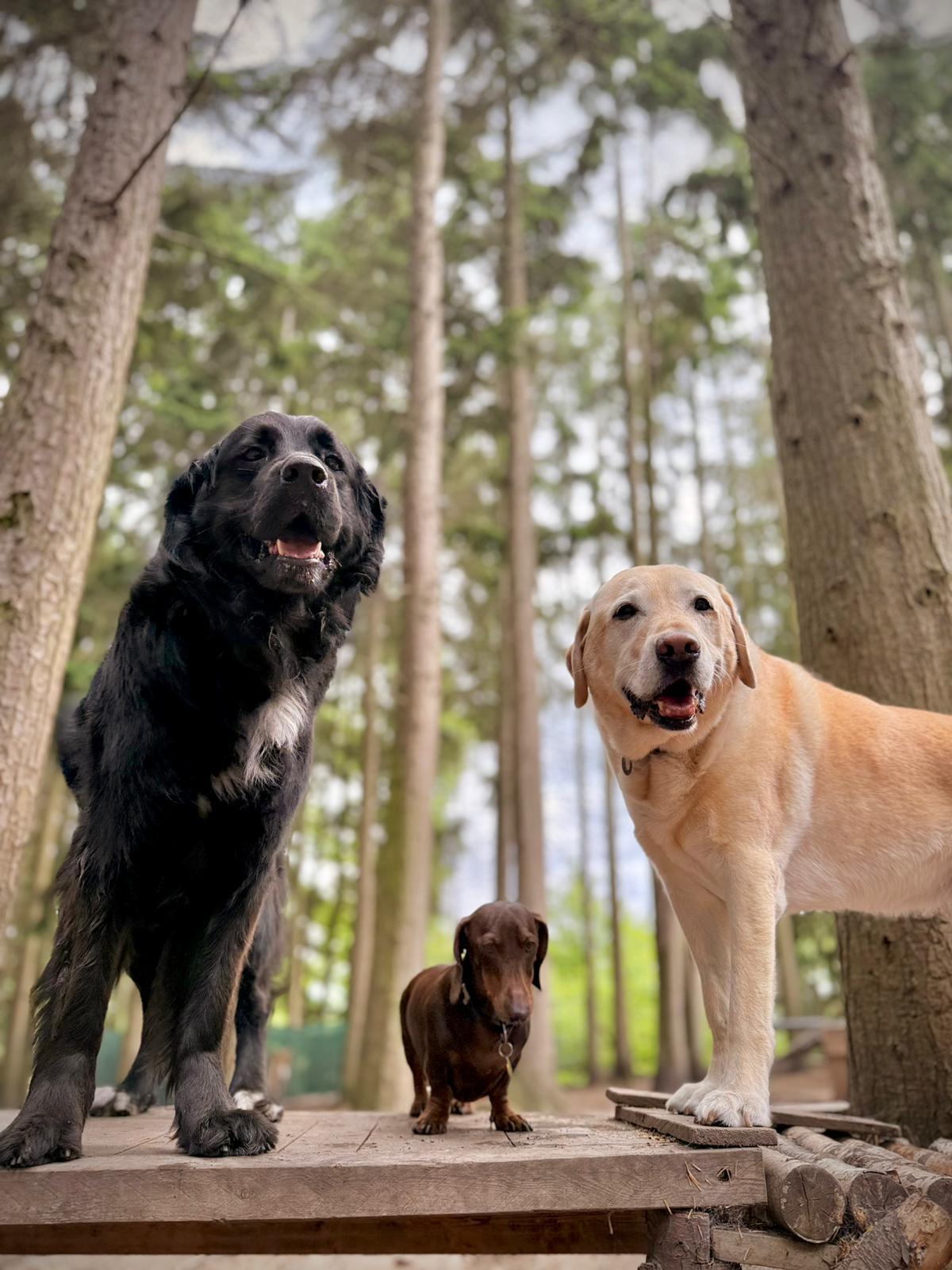 Is a dog daycare actually profitable? The real margins, honestly.