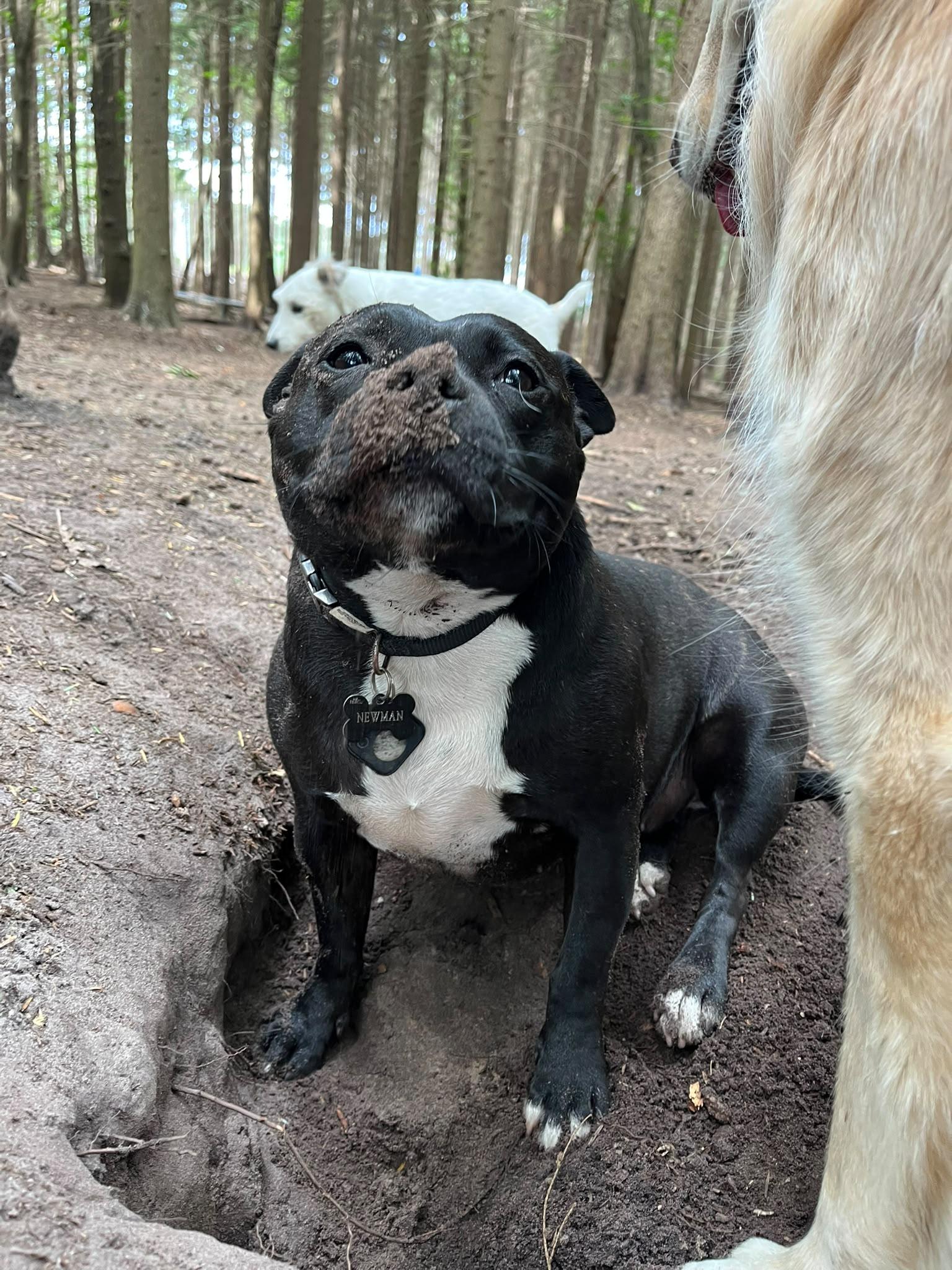 What do animal activity licence inspectors actually check?