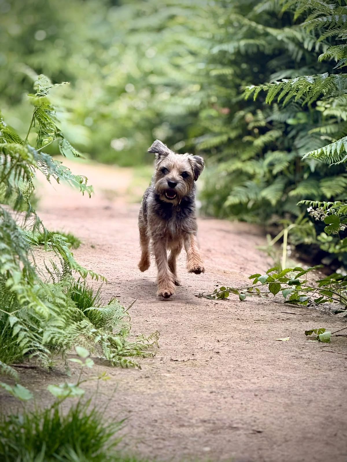 How to earn more from your daycare without taking on more dogs