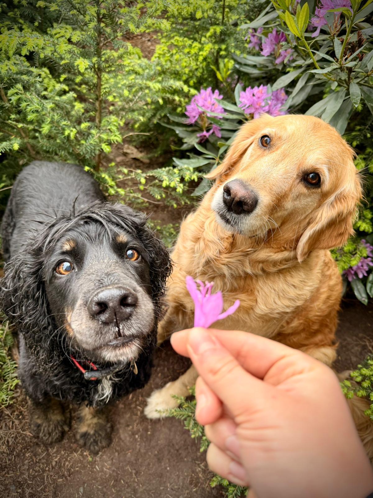 Never Forget a Dog Again: Why Non-Live Booking Systems Create Real Risk