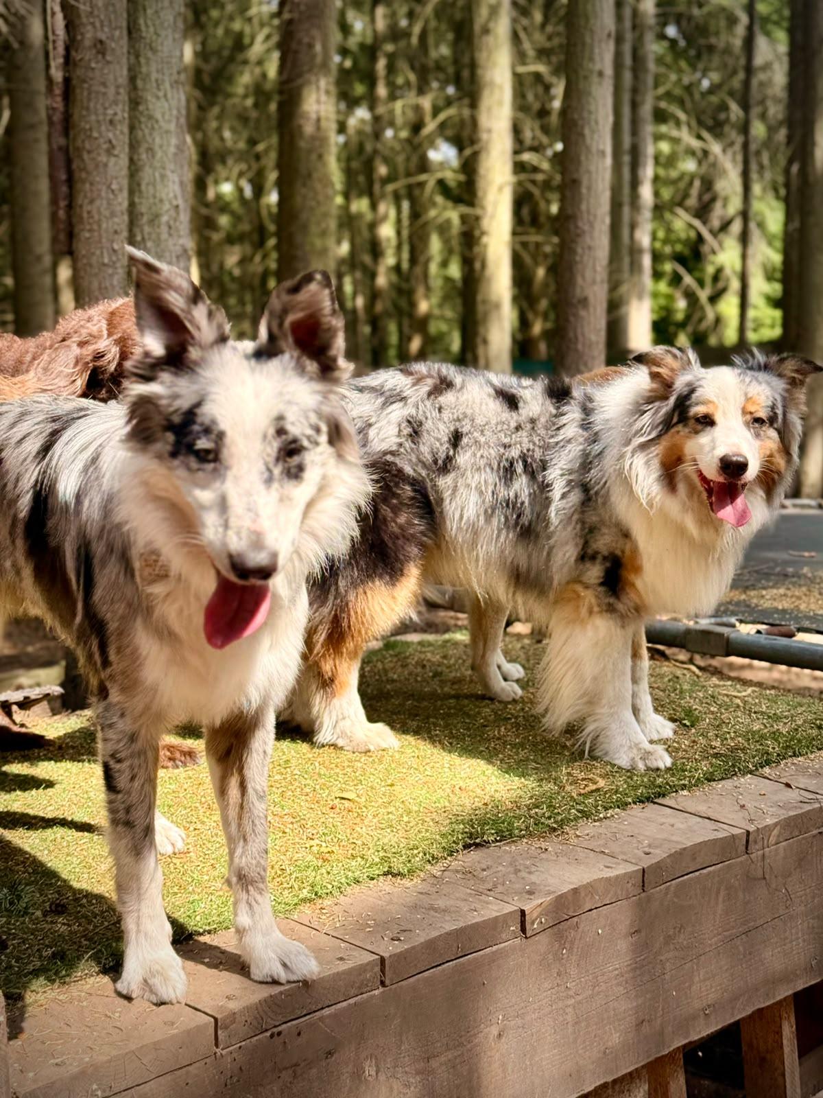 Is a dog daycare actually profitable? The real margins, honestly.