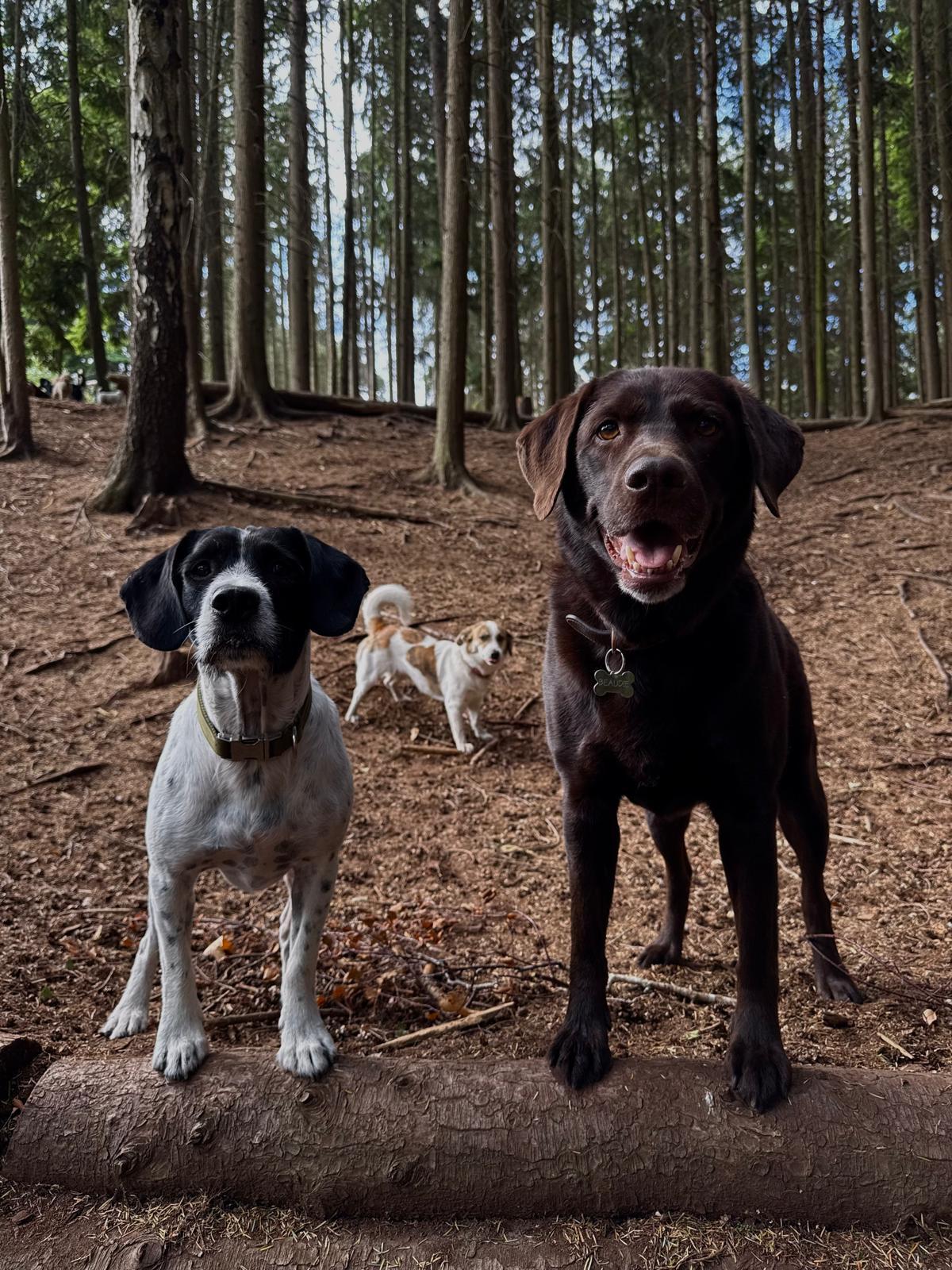 How much should you charge for dog daycare in the UK? (2026 guide)